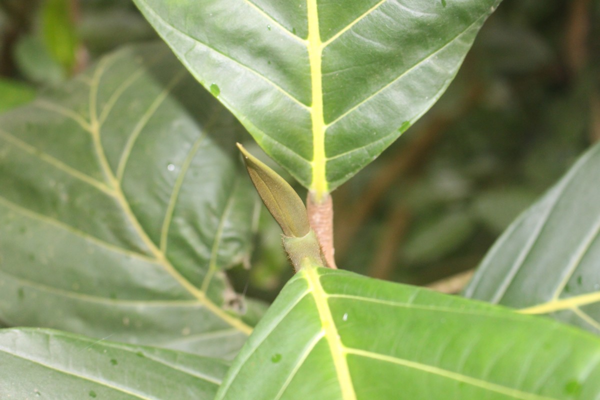 Artocarpus nobilis Thwaites